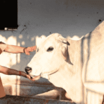 CM Yogi Gorakhpur Visit 3 March, Gauseva in UP, Gorakhnath Temple News.