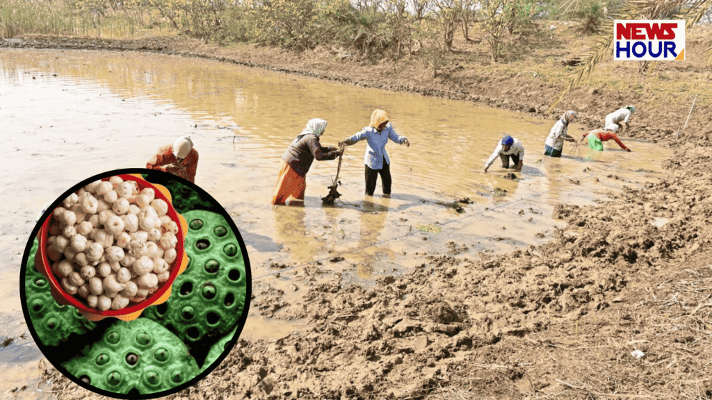 Makhana Farming Dhamtari