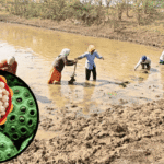 Makhana Farming Dhamtari