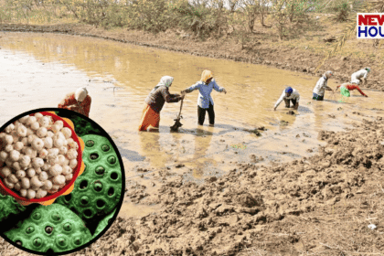 Makhana Farming Dhamtari