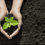 Kashi Guinness World Record 2026, Varanasi Tree Plantation Record, China Record Broken by India, Sujabad Domri Urban Forest.